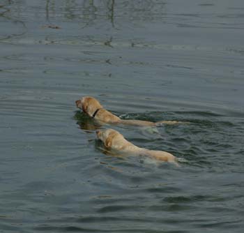 waterdogs1